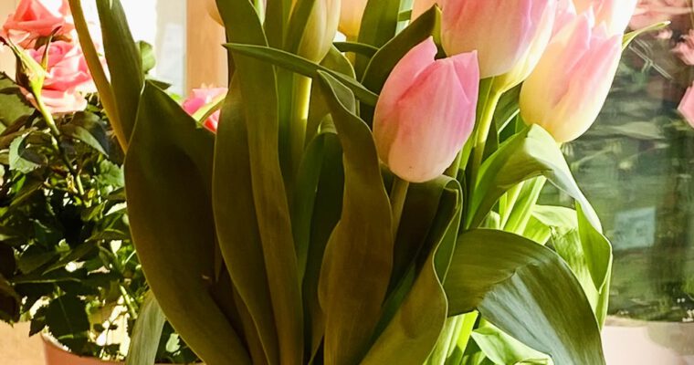 Musik im Frühling: Studio-Konzert 2026